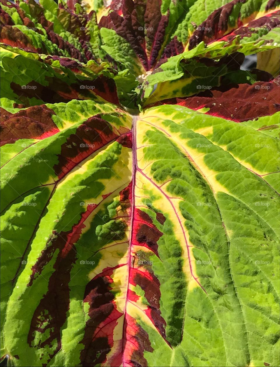 Multi-colored Coleus Leaf