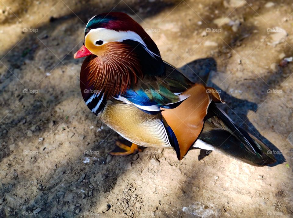 Colorful exotic bird from the zoo