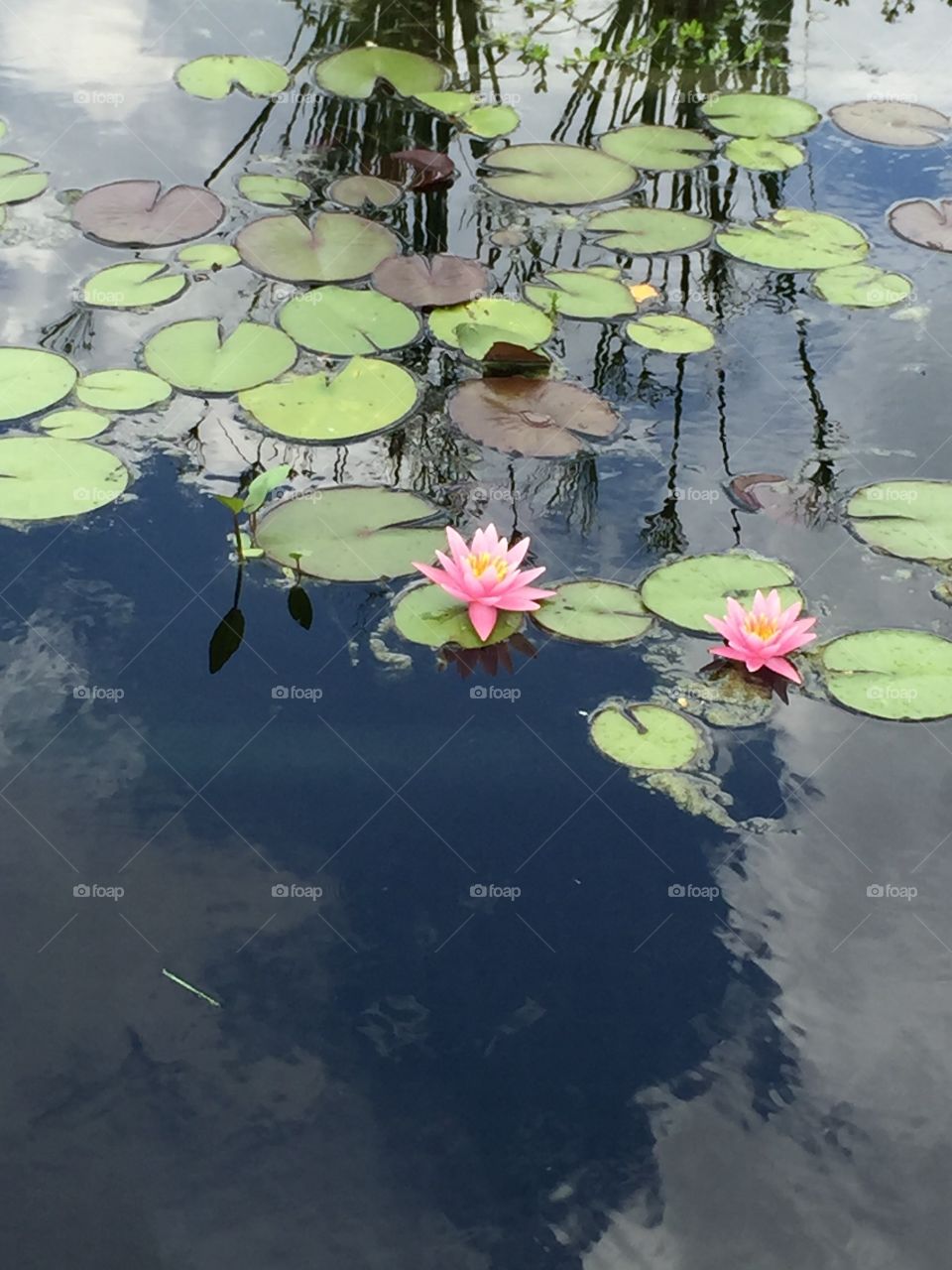Lily pads and water Lily’s 