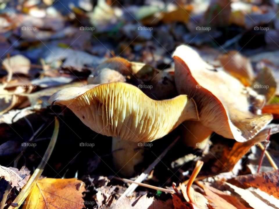A walk in the autumn forest, unusual bright colors, mushrooms, a clear day, bright colors