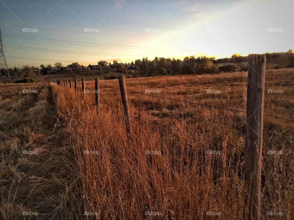 Grassy land during sunset