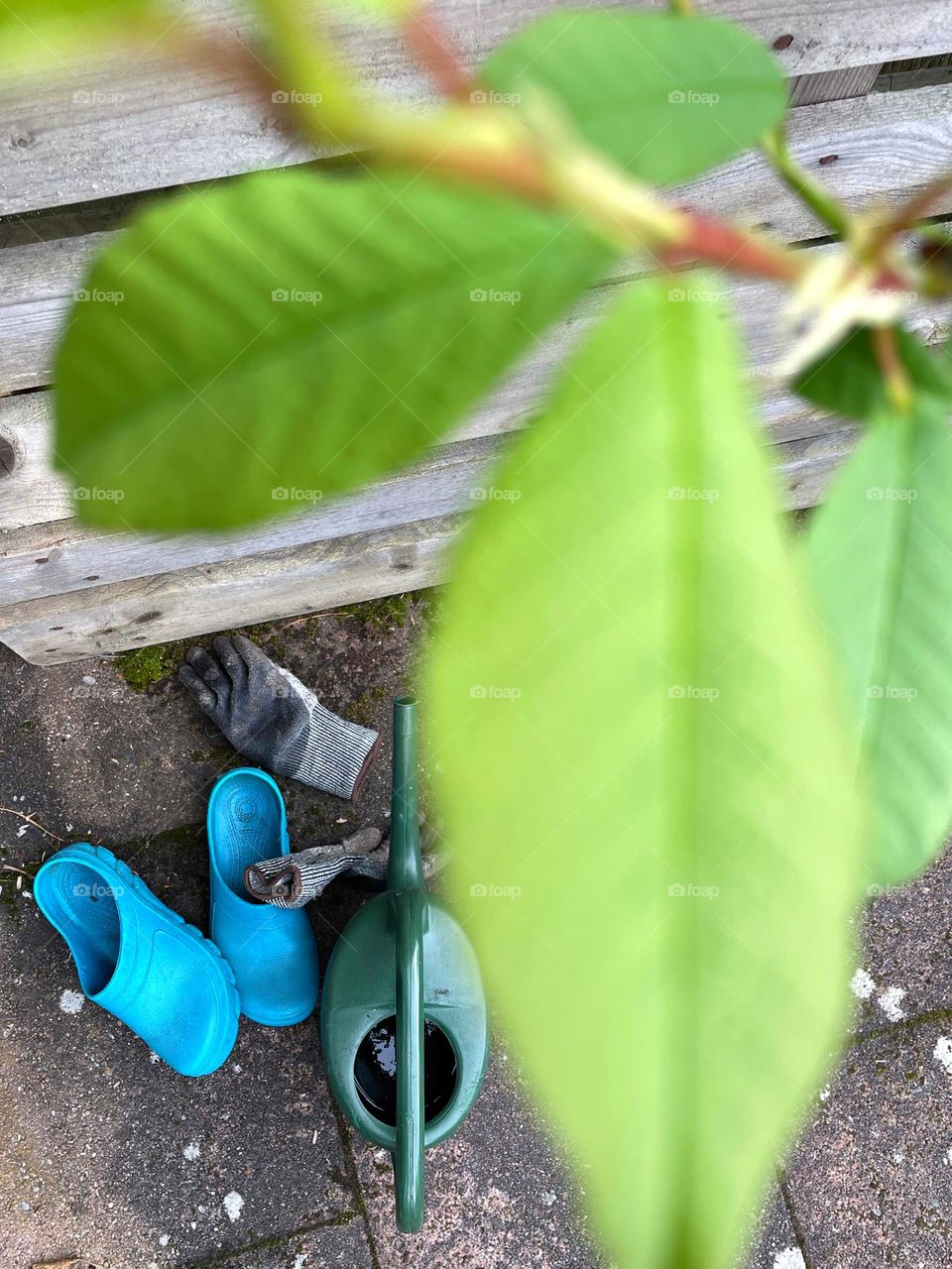 Looking through green leaves at gardening gloves, watering can and garden shoes