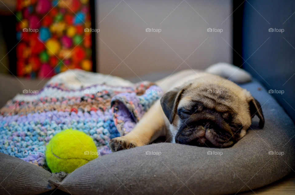 Bruno loves his pillow