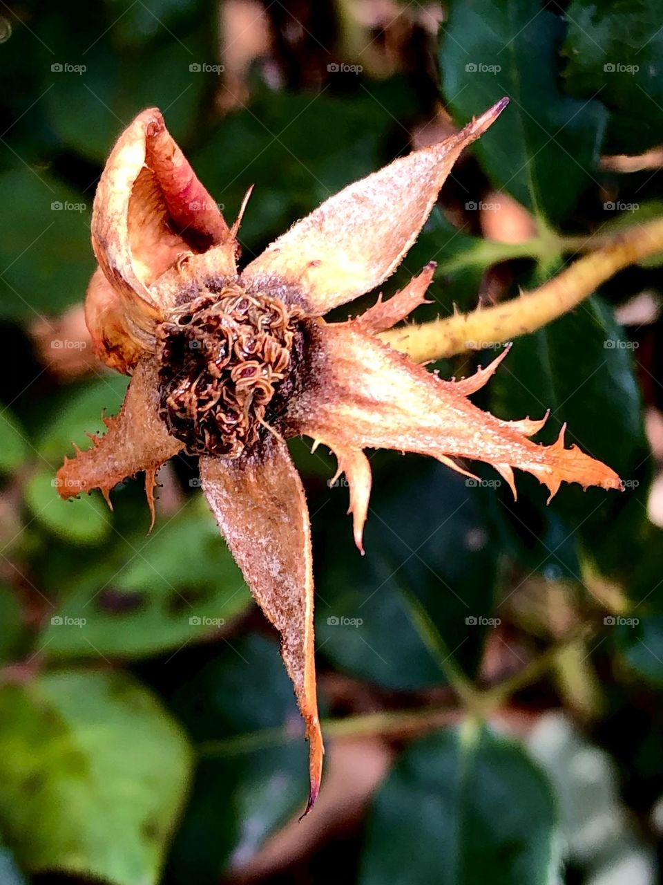 Closeup of a dried rose in the morning sun 🌹