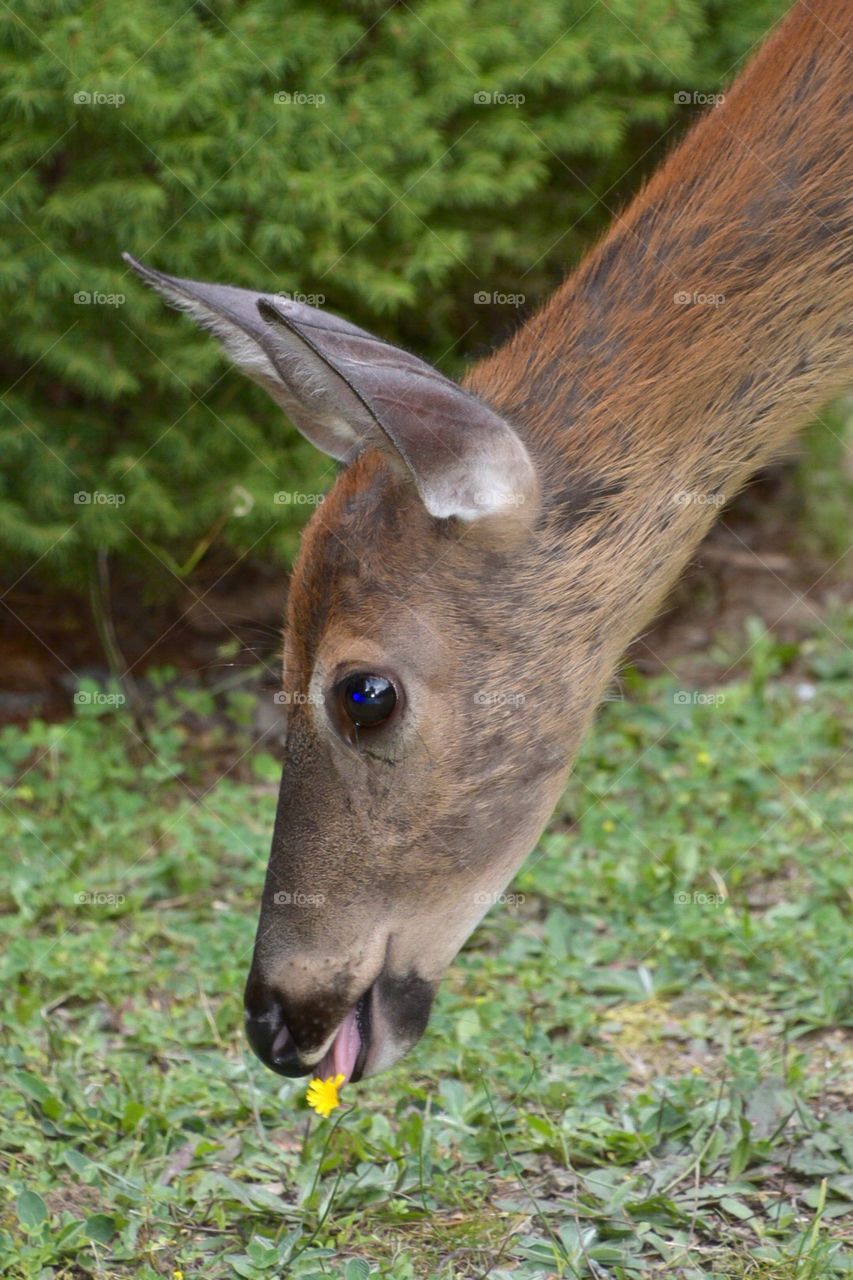 A doe enjoying a cool summer day. She was quite friendly which indicates the humans have been feeding her!!!