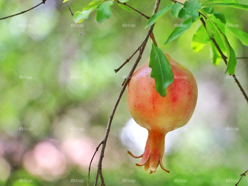 Pomegranate 