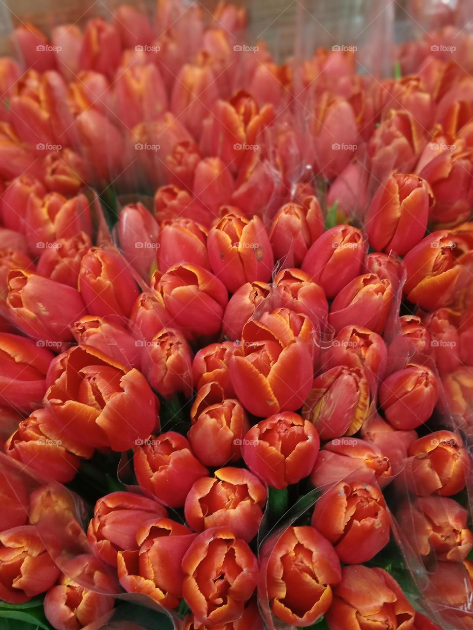 Beautiful red tulips