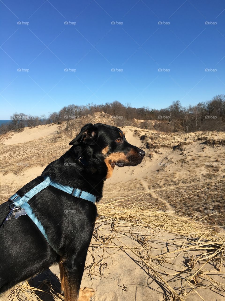 King of the dunes 