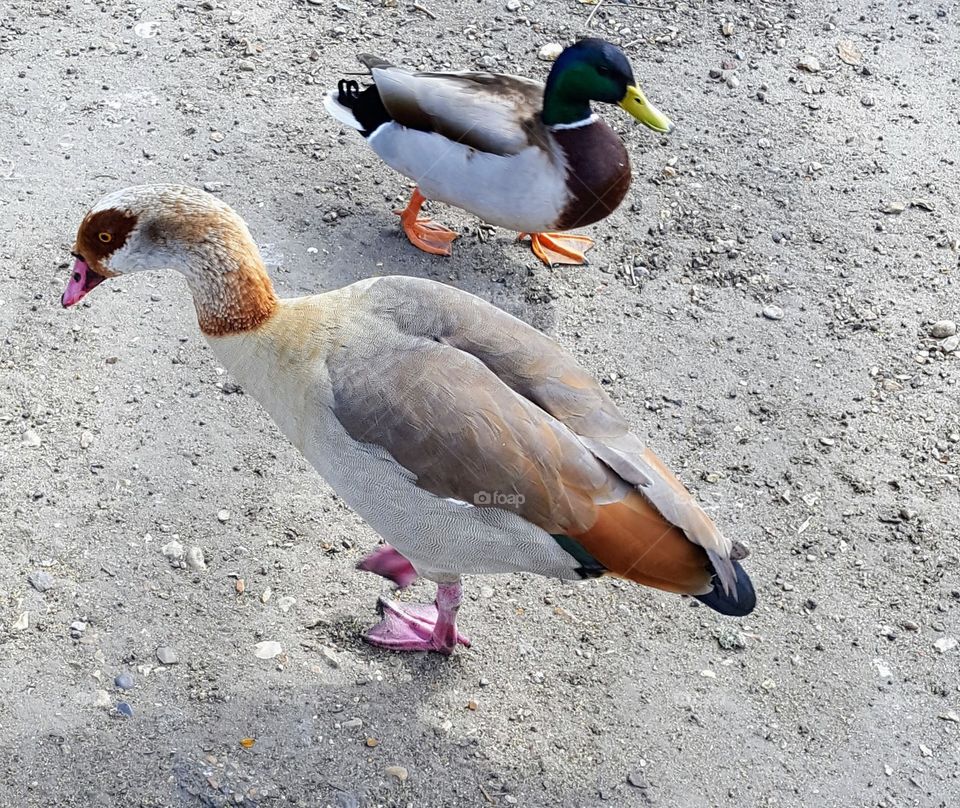 wild ducks