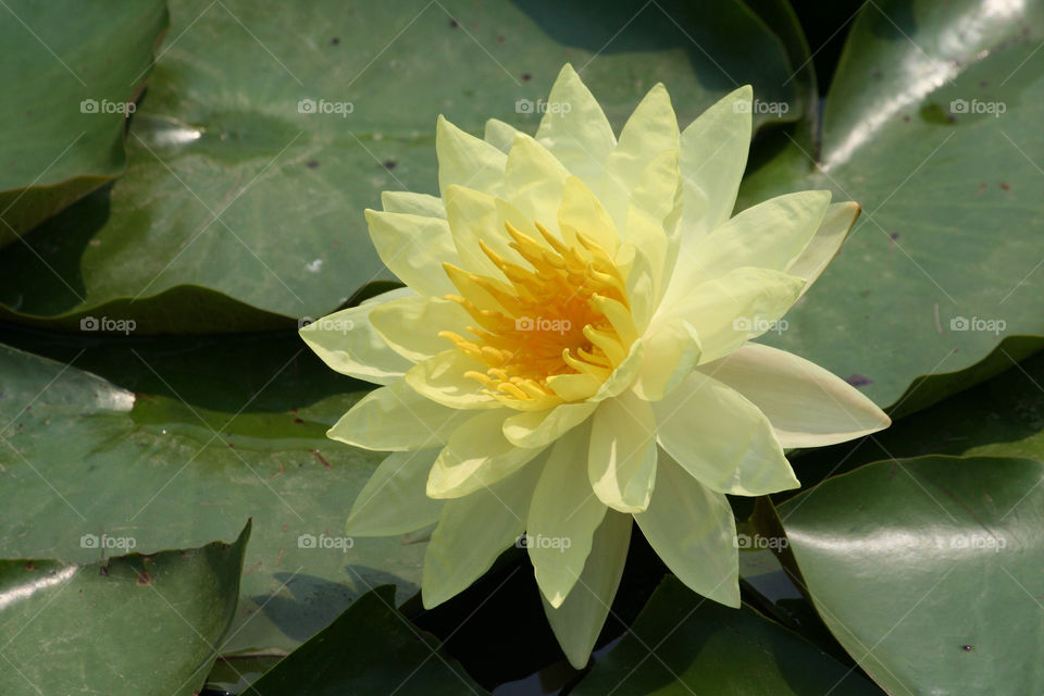 indonesia yellow flower pond by nader_esk