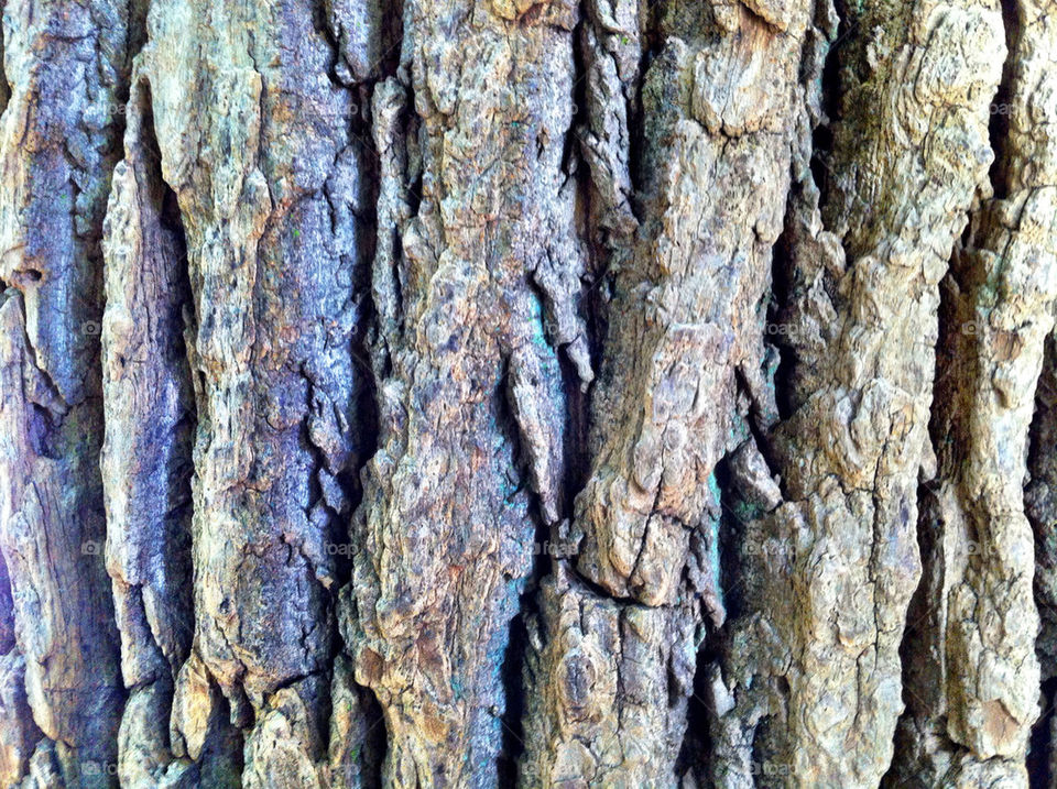 wood tree trees forest by cable