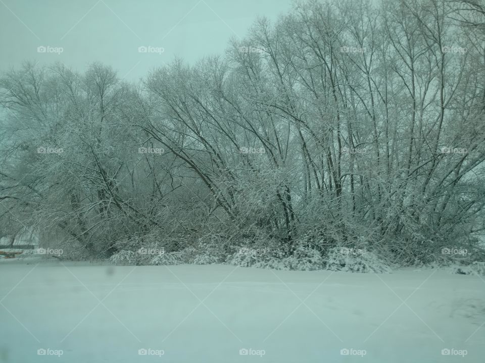 cold trees