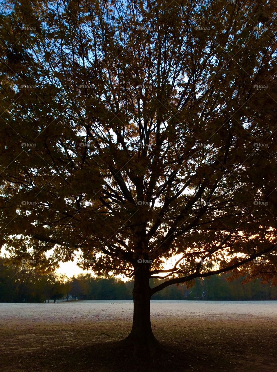 Dawn at Lake Benson Park