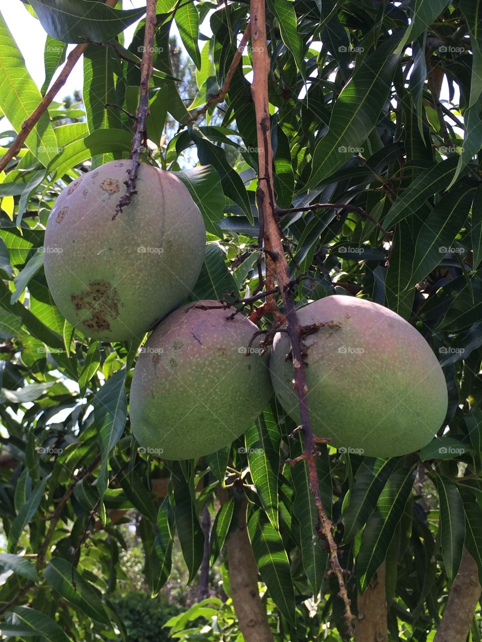 Mangos growing on a tree