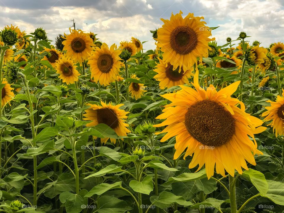 Sunflowers