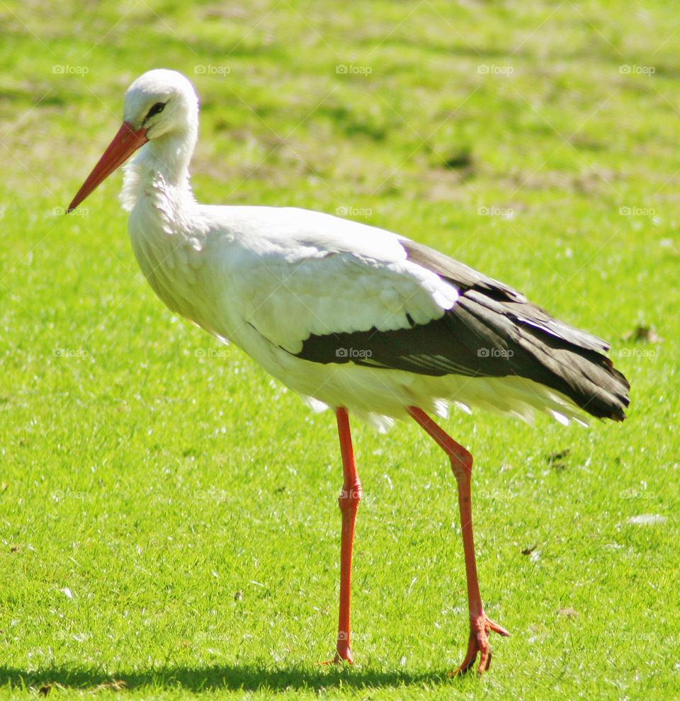 Walking stork