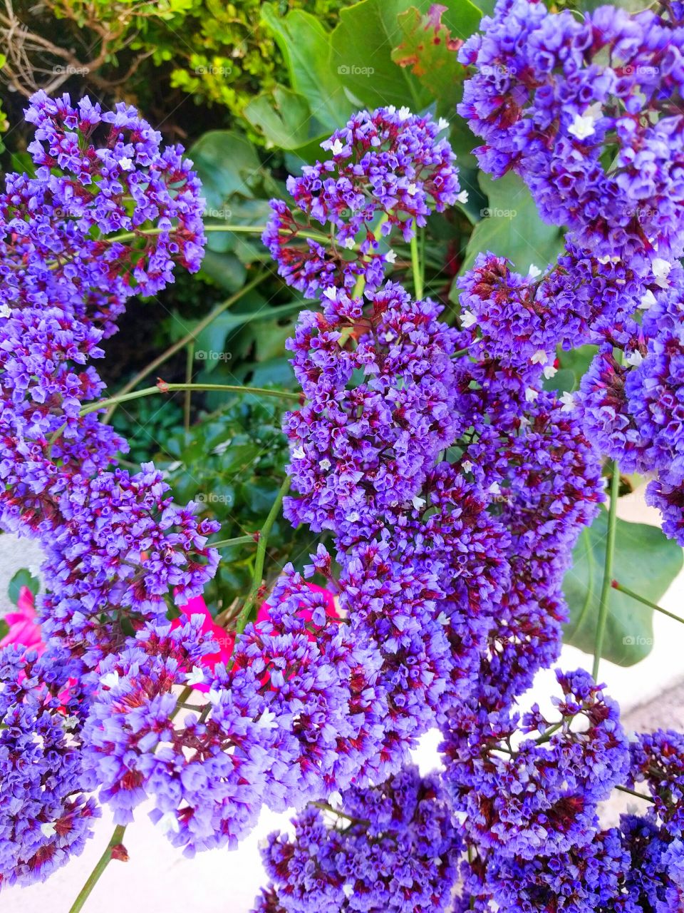 Purple Flowers in Full Bloom