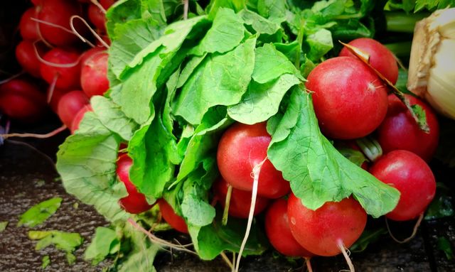Radish