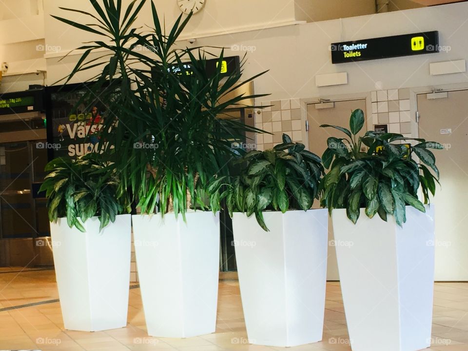 Cute giant minimalistic pot plants