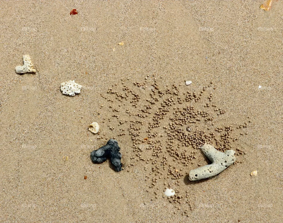 Seashell