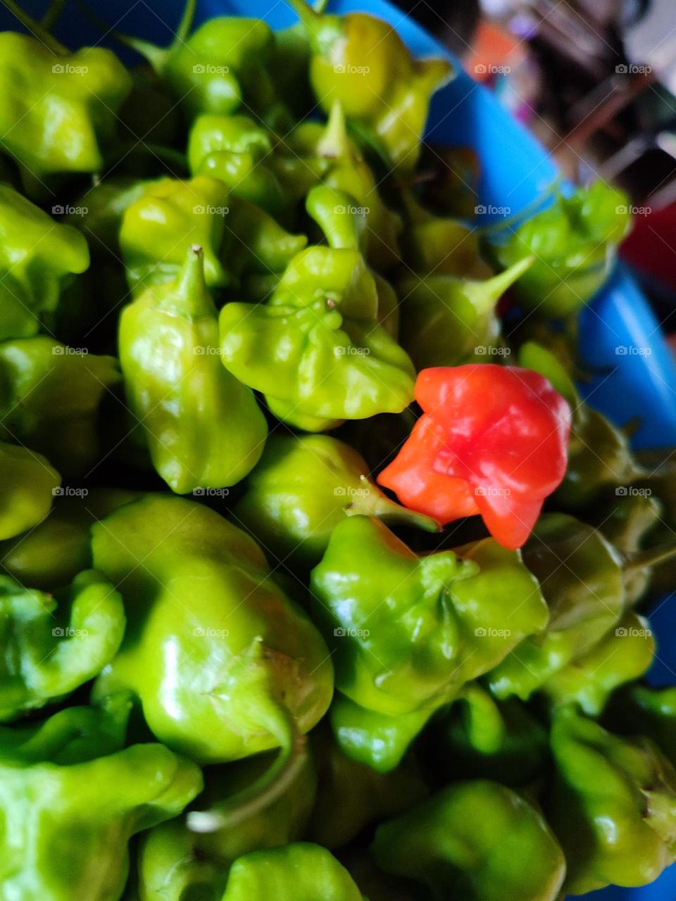 Hot peppers