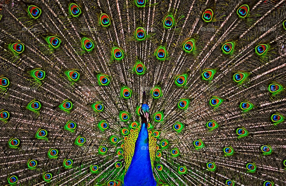 A proud peacock showing off his mating display.