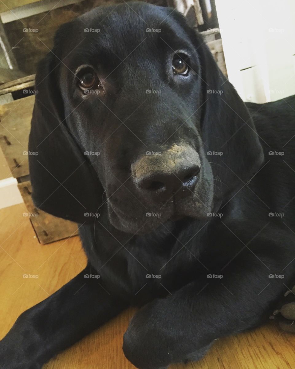 Dog, Portrait, Pet, Canine, Mammal