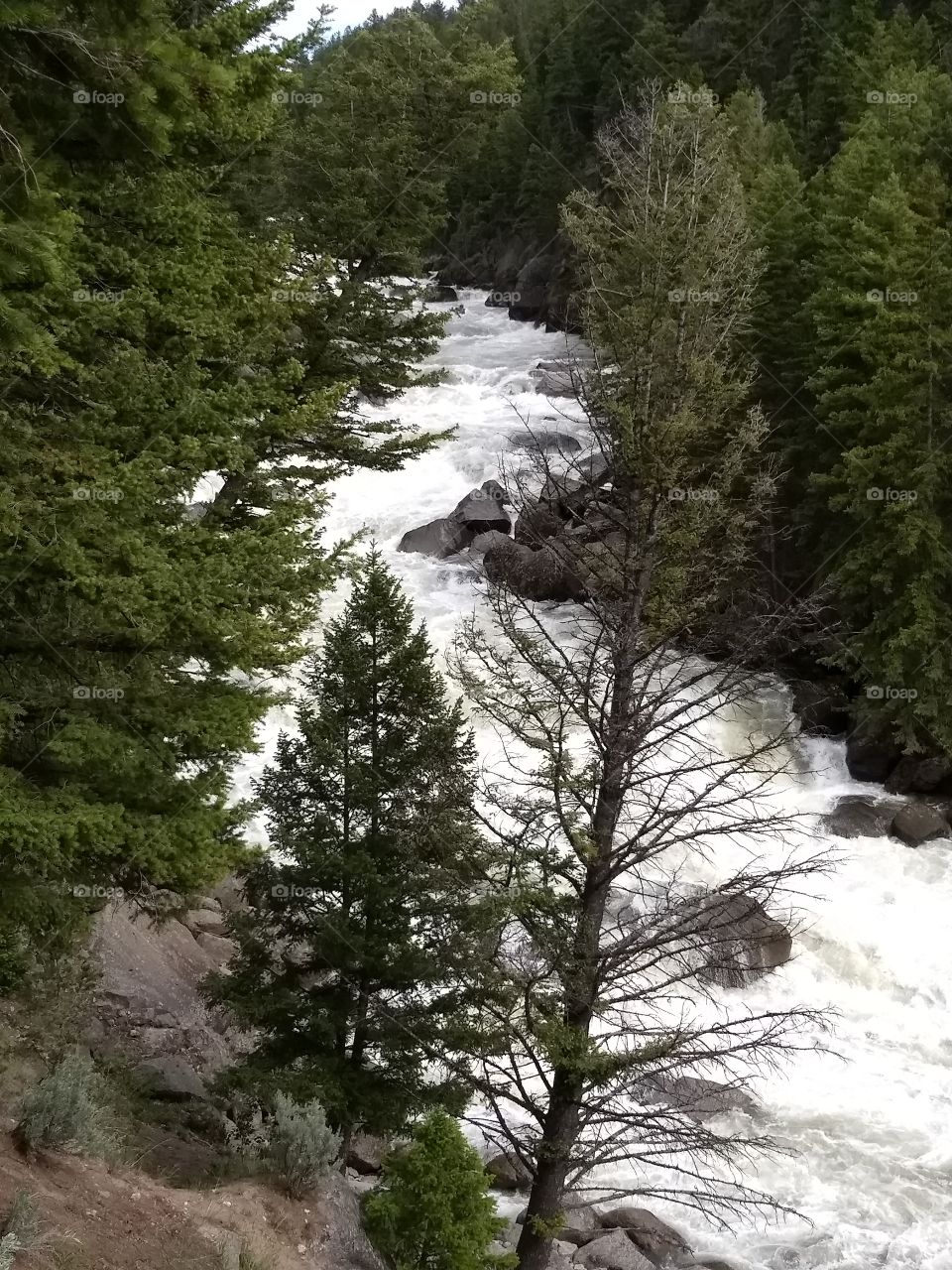 beautiful river at Yellowstone