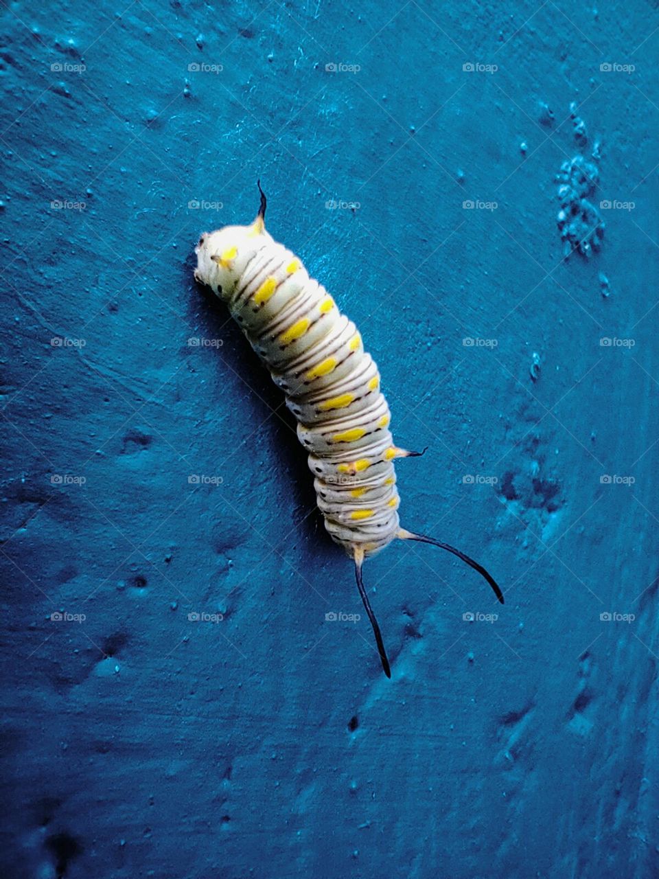 caterpillar is Busy in Nesting - Awesome creatures from God