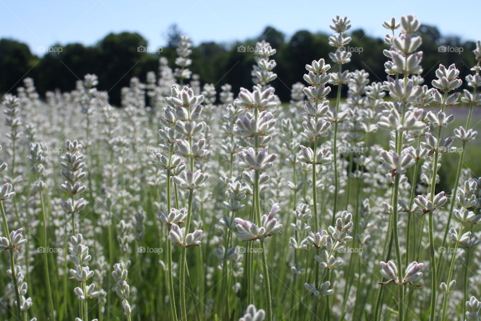 White lavender in bloom