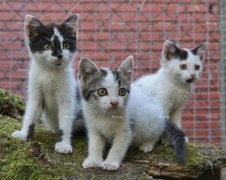 Young stray kitten