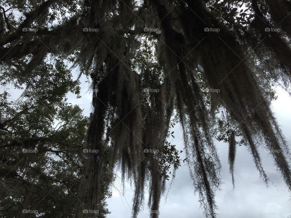 Spanish Moss