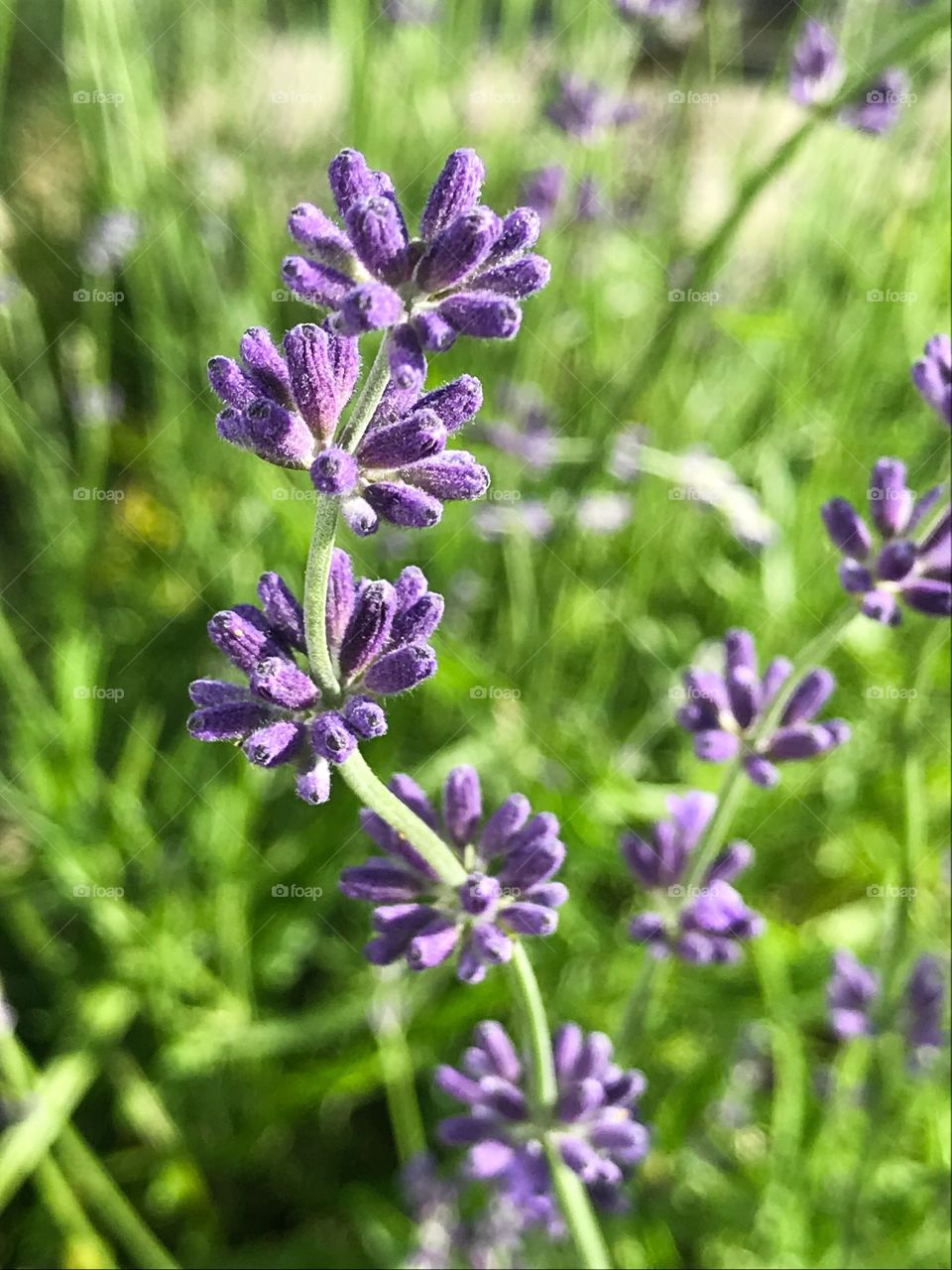 Lavendel 