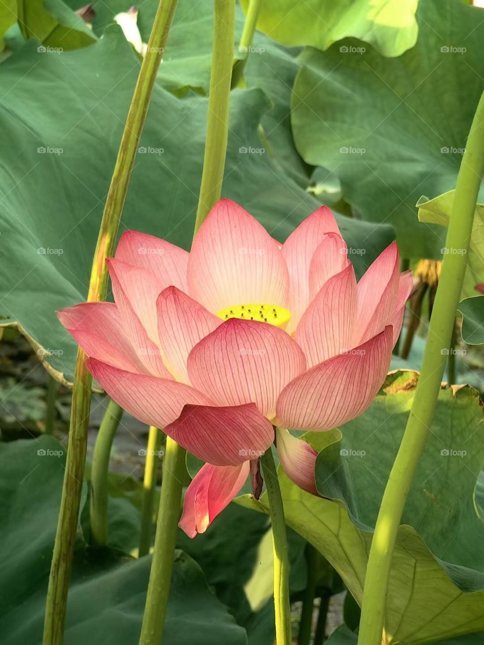 Full of lotus pond is to give you the romance of summer.