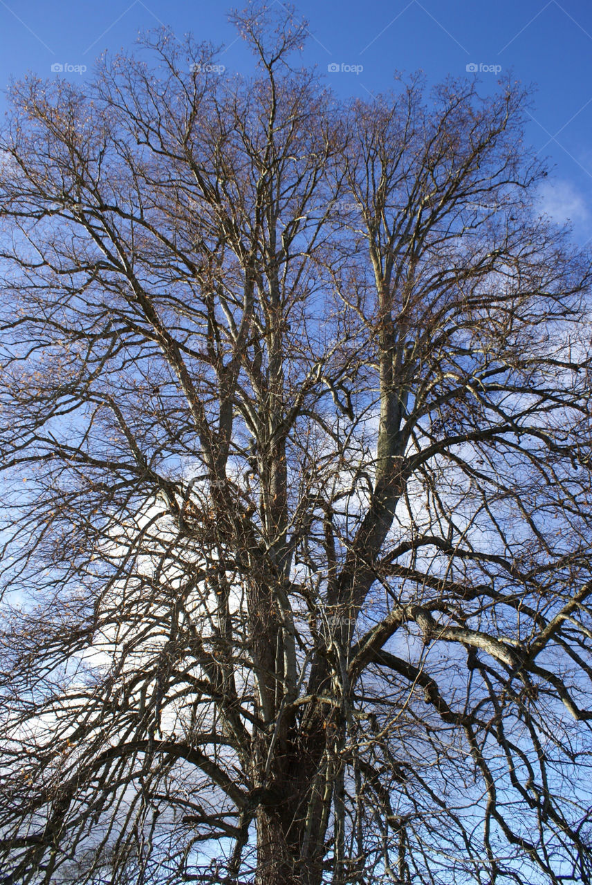 sky tree clouds branches by craigcpaterson