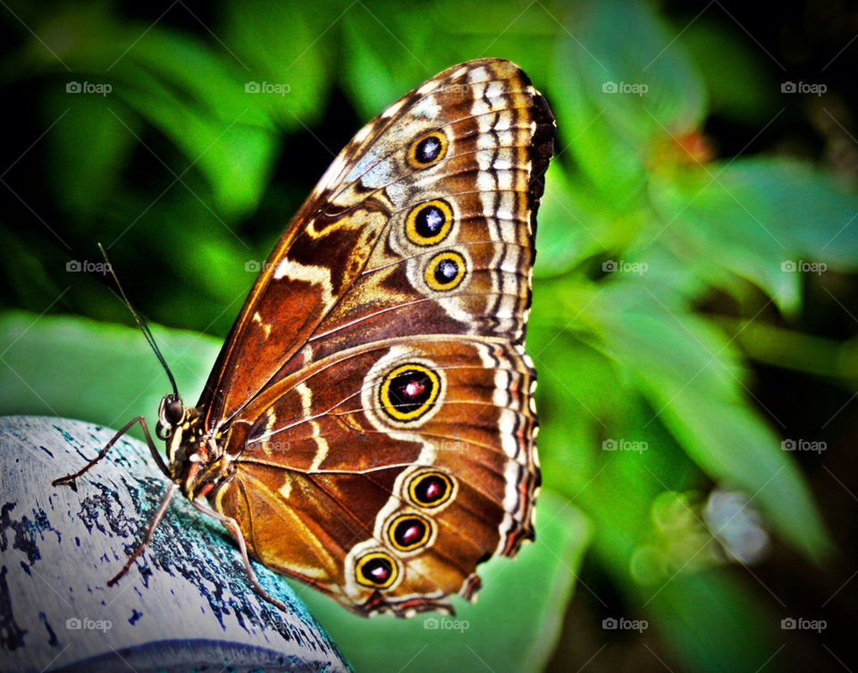 butterfly