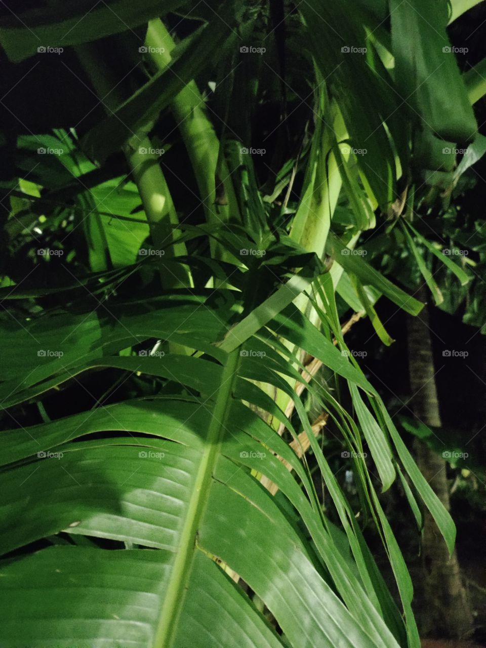 🌃🌃🌃🌌🌌🌌
World of Flora
🍌 Banana Leaf
Green Beauty
Natural Beauty