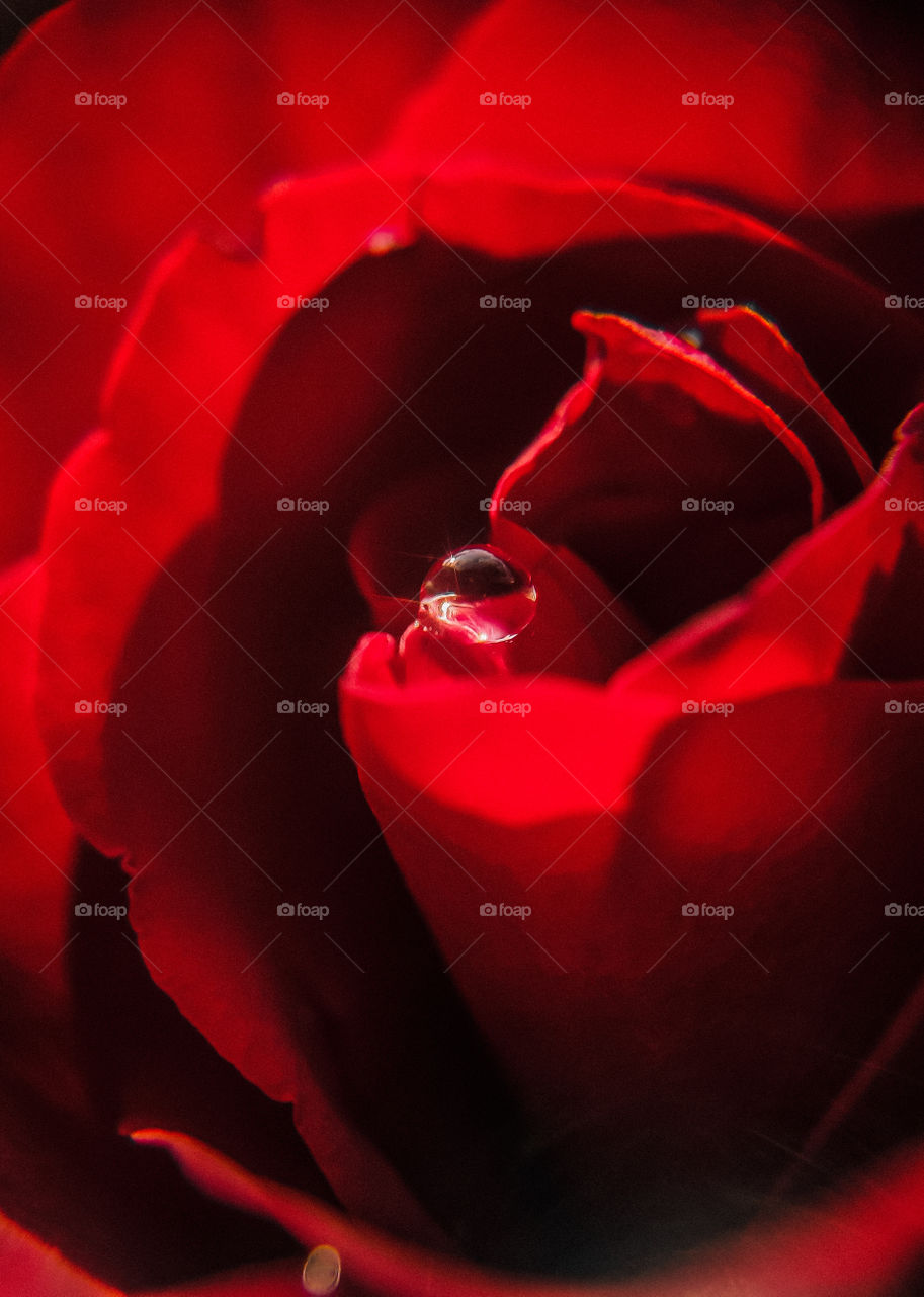 red rose with water drop