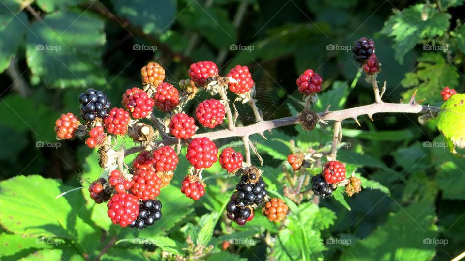 brambles