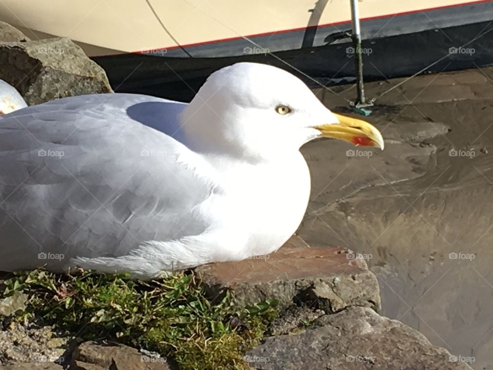 How beautiful the colours are of a common seagull - quite lovely when they aren’t attempting to take your food. 