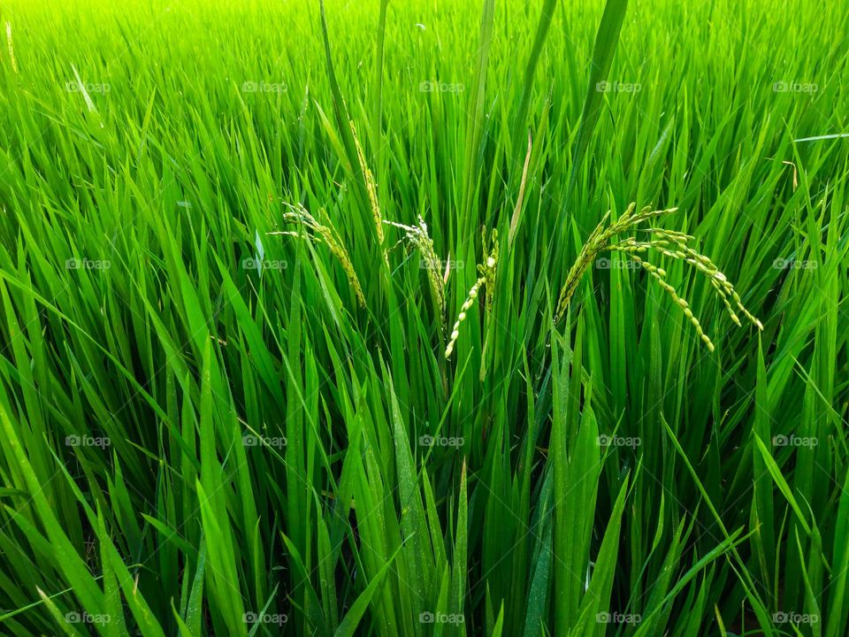 Paddy field with few crops