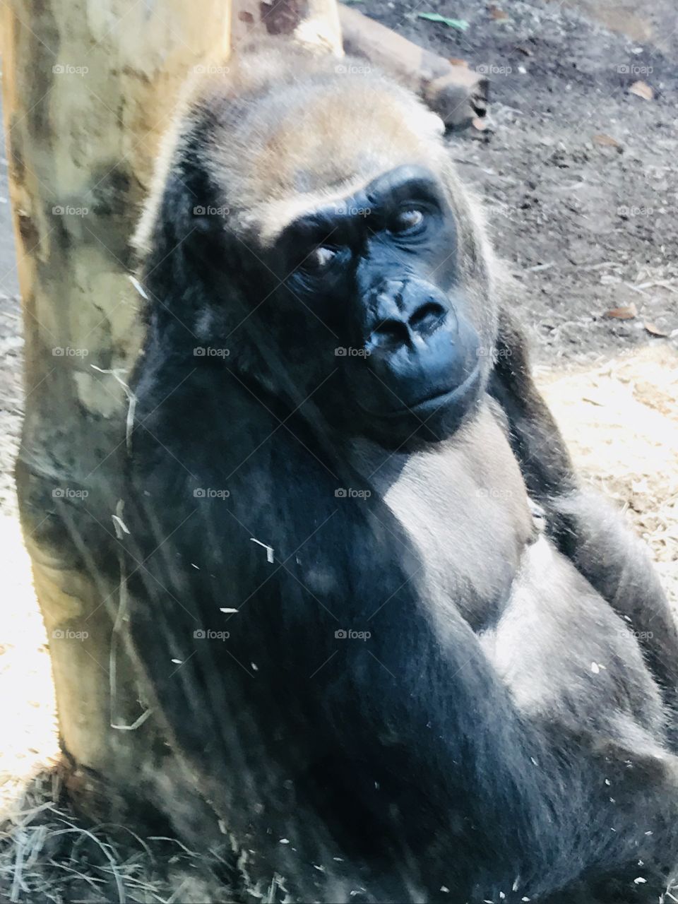 Mr gorilla is contemplating 