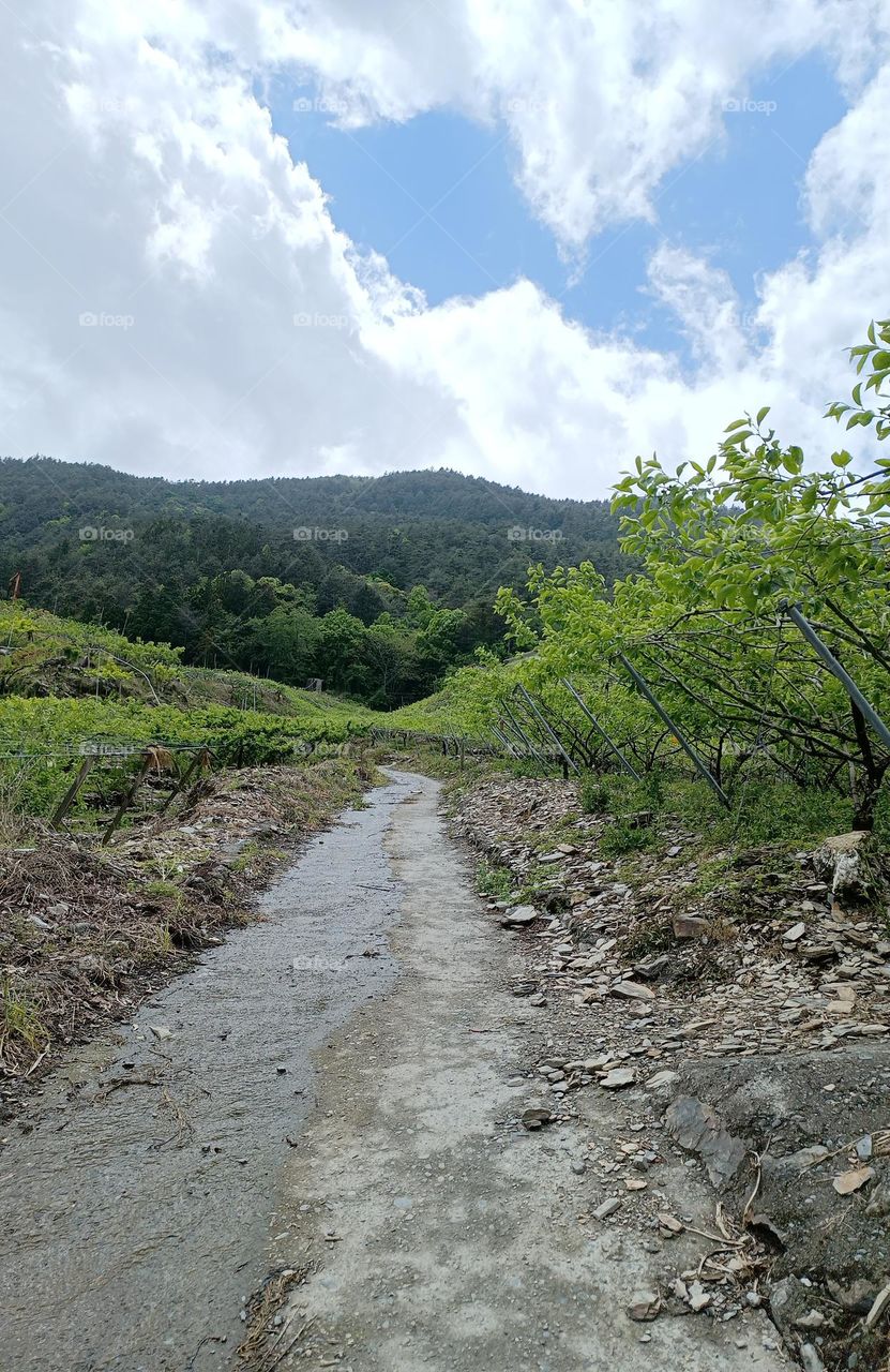 From the ground up -- The corridor between orchards.