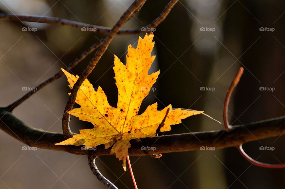 golden leaf