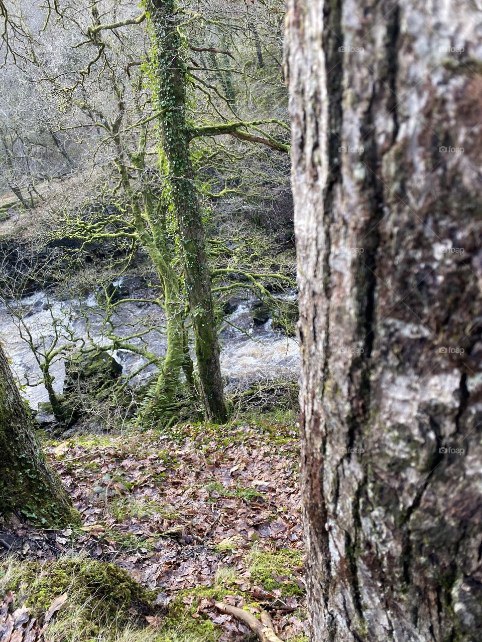 Mossy trees, crunchy leaves and a beautiful river. 
