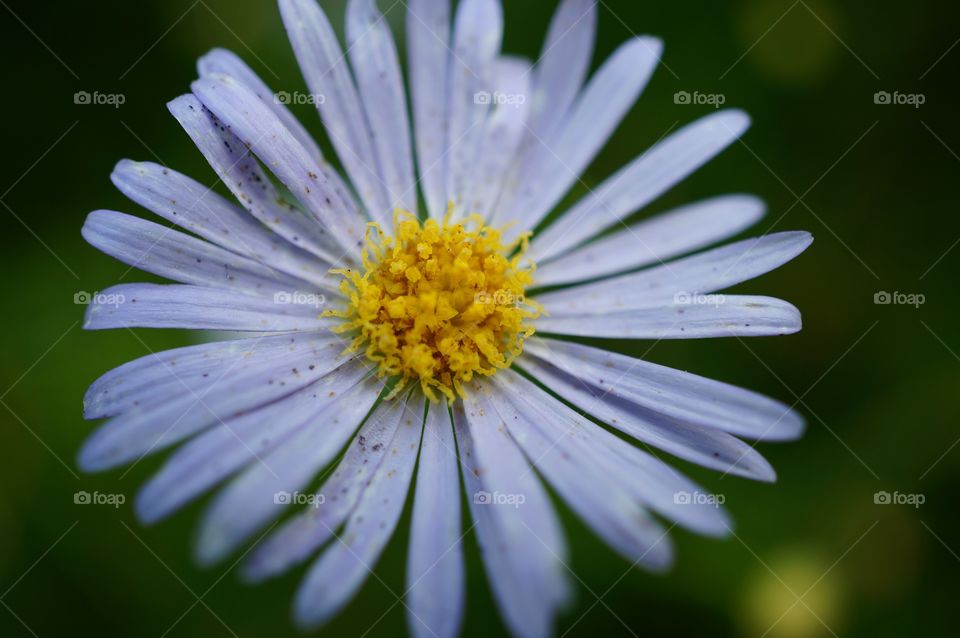 Macro shot of a lilac daisy, focusing on its yellow floral disc