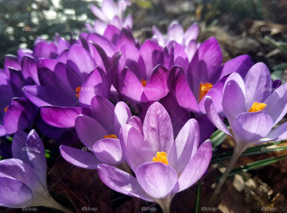 crocus flowers in the fields