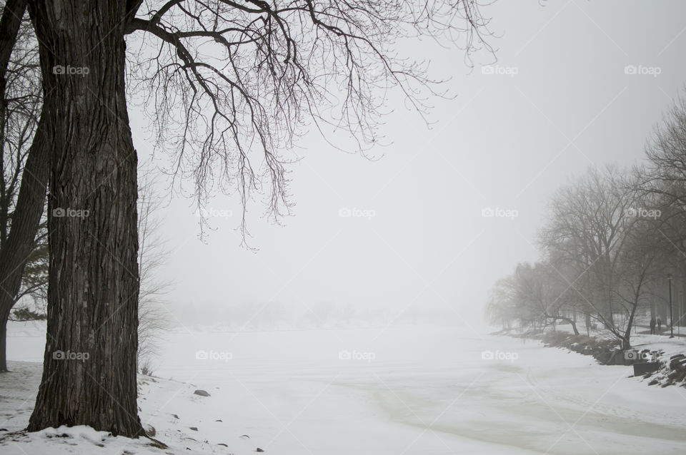 Winter landscape tree at frozen rivers edge on foggy cold day with snow background 