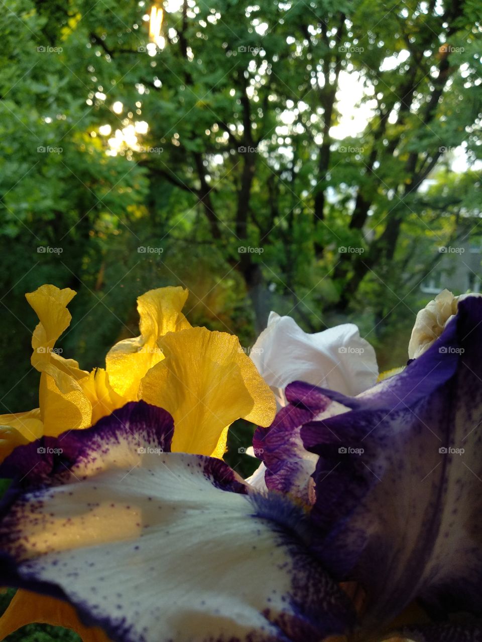 irises
