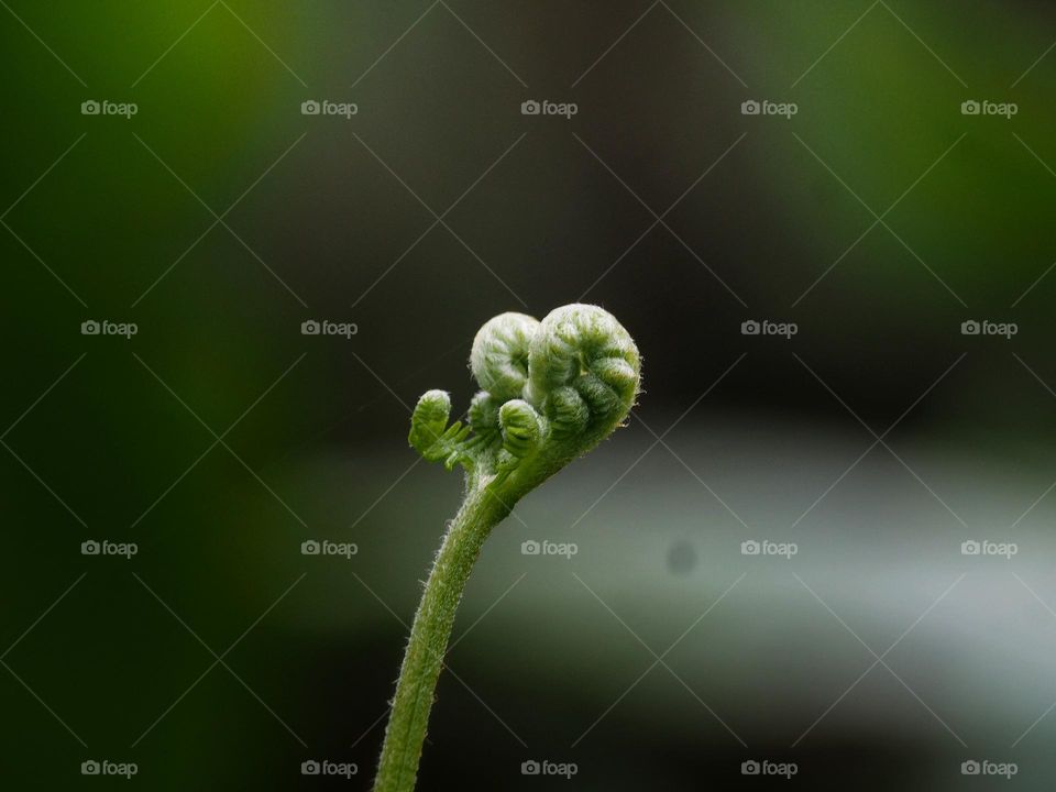 young fern leaves